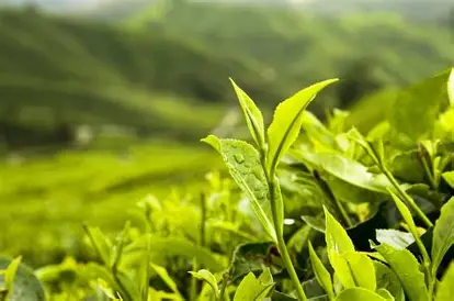 Tea Leaves